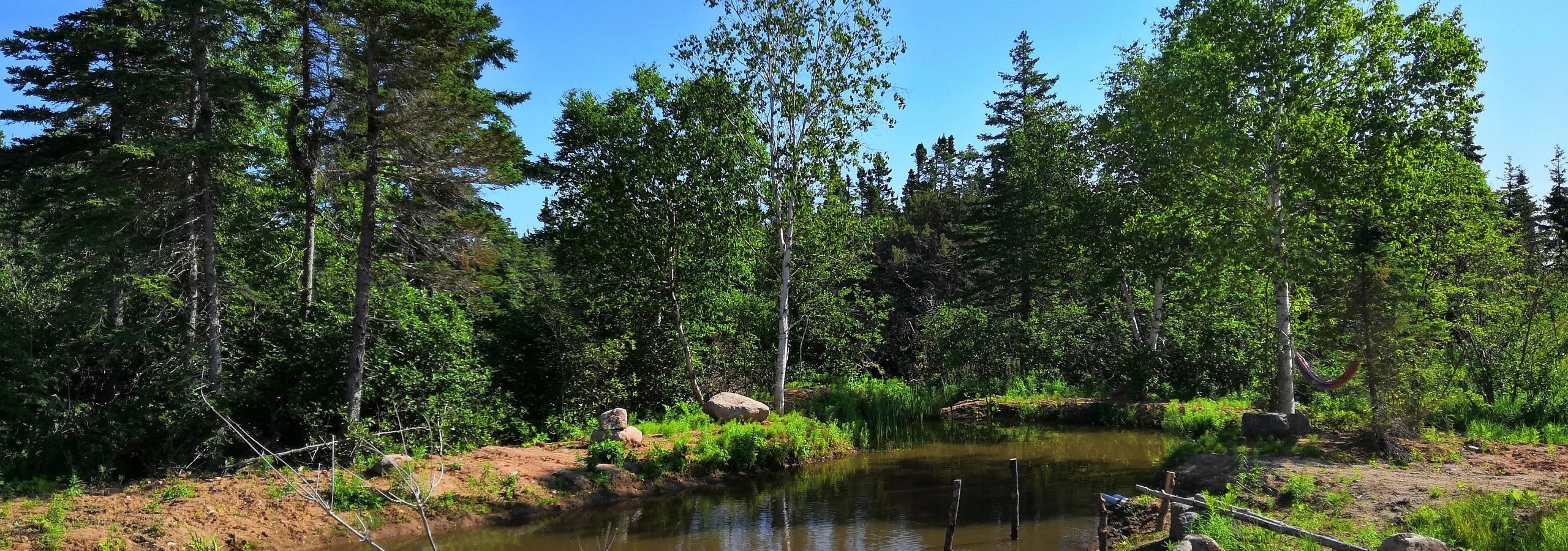 Our rainwater pond attracts a lot of guests - Pond with moose