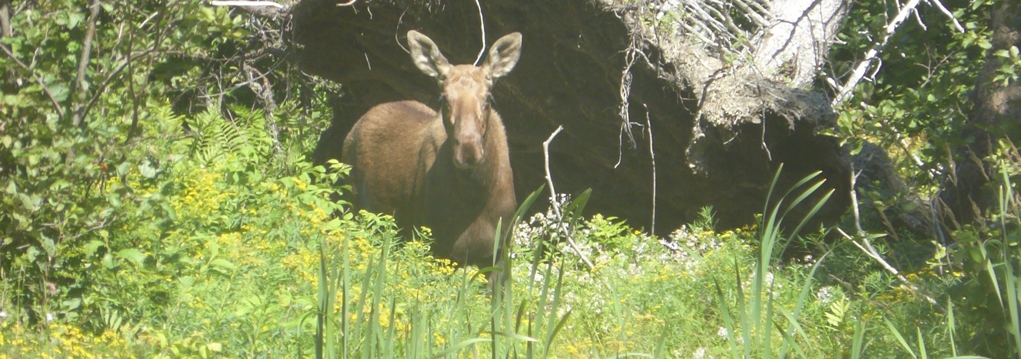 Respectful and Mindful we all share our wild life