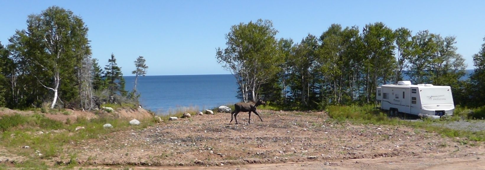 Today a moose, the other day a deer, last night a koyote. Wildlife around