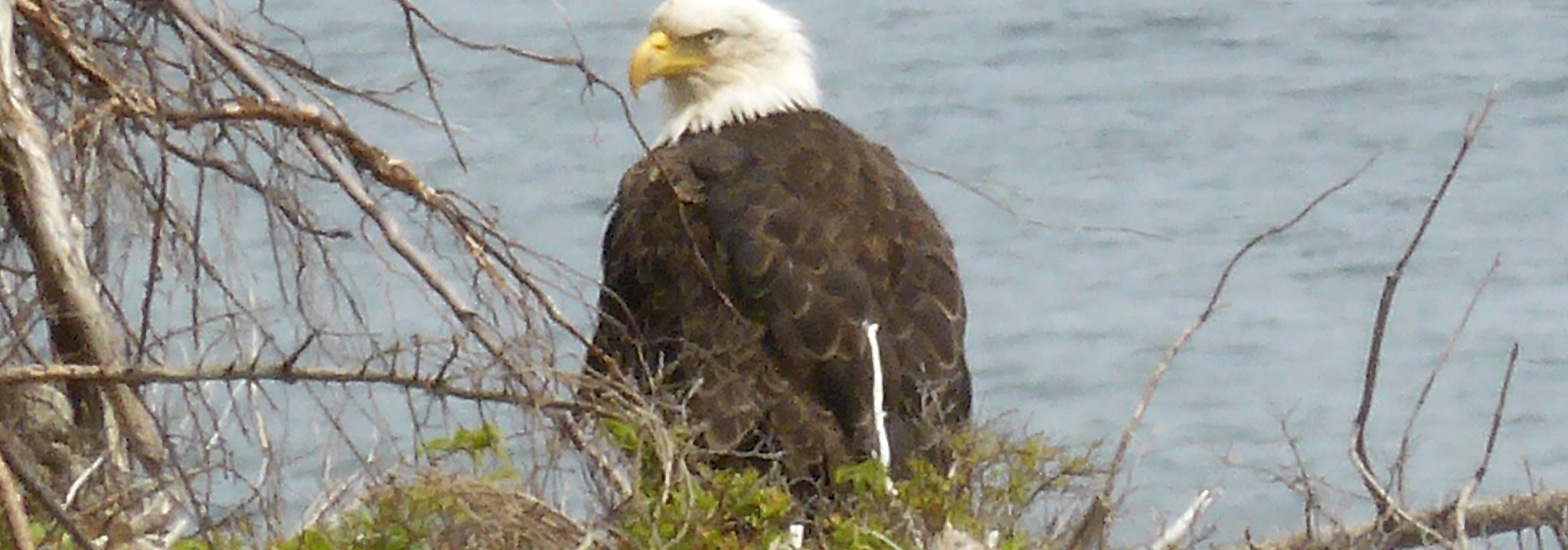 Our next door neighbour, nearly daily visits us - Book the Bald Eagle's Nest and you get the same view