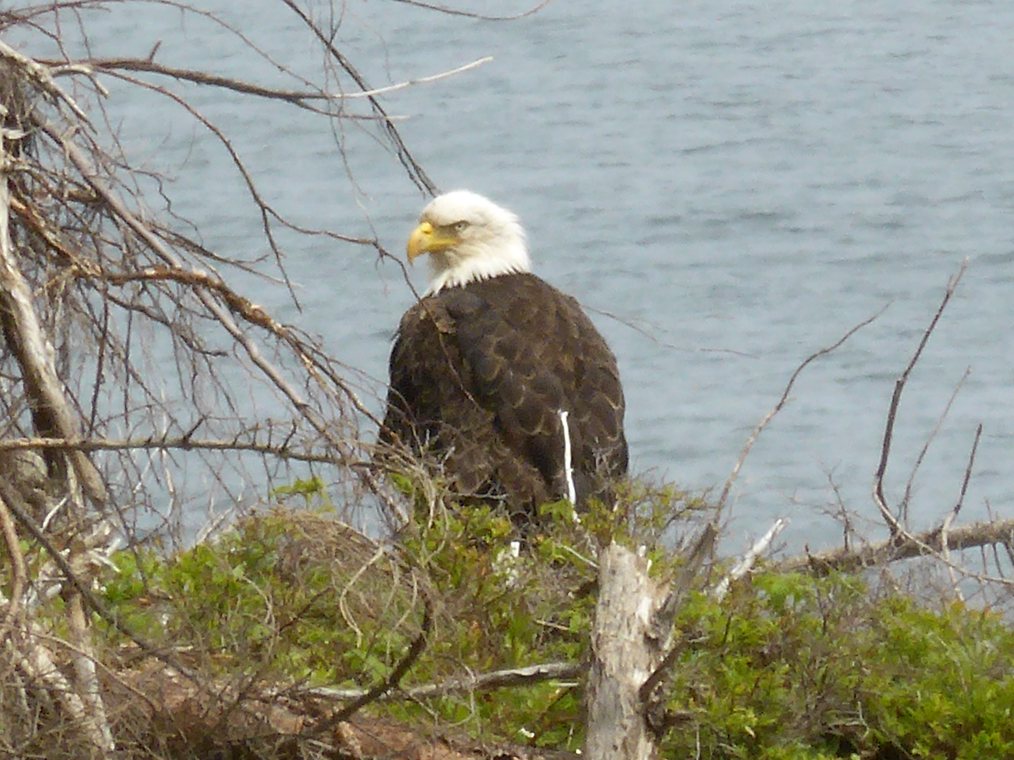 Our next door neighbour, nearly daily visits us - Book the Bald Eagle's Nest and you get the same view