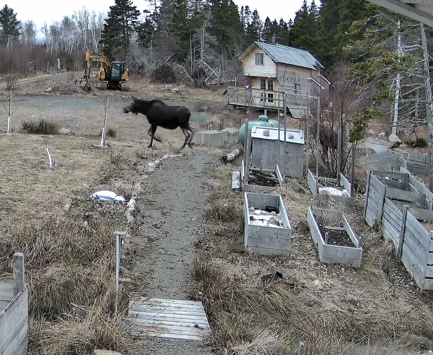 Moose in front of Cabin