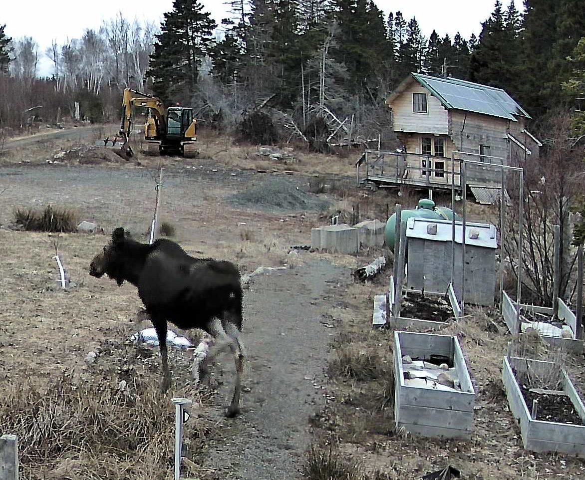 Moose in front of Cabin
